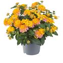 Afbeelding van Lantana P12 Rose Gold